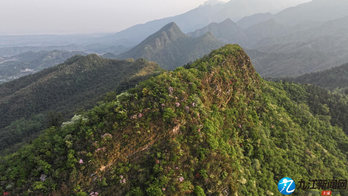 上春山 庐山风景区杜鹃花绽放（图）
