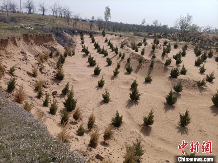 大荔县沙地治理成效。陕西省林业局供图