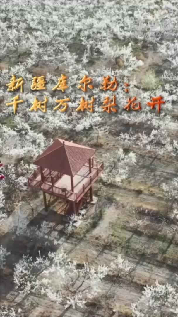 新疆库尔勒：千树万树梨花开