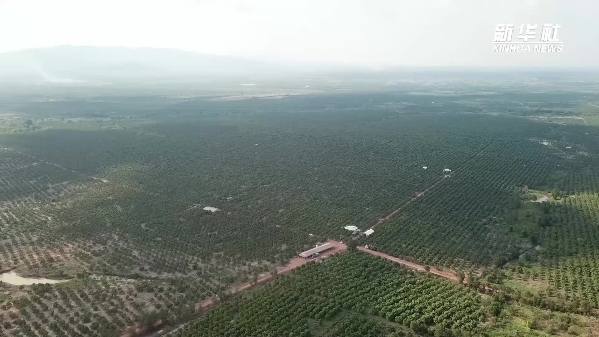 一颗柬埔寨芒果的致富路