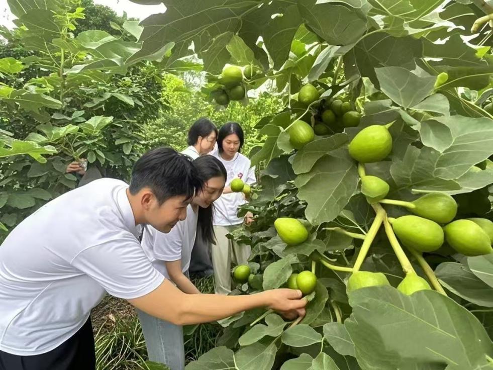 图为团队成员查看无花果的生长状态