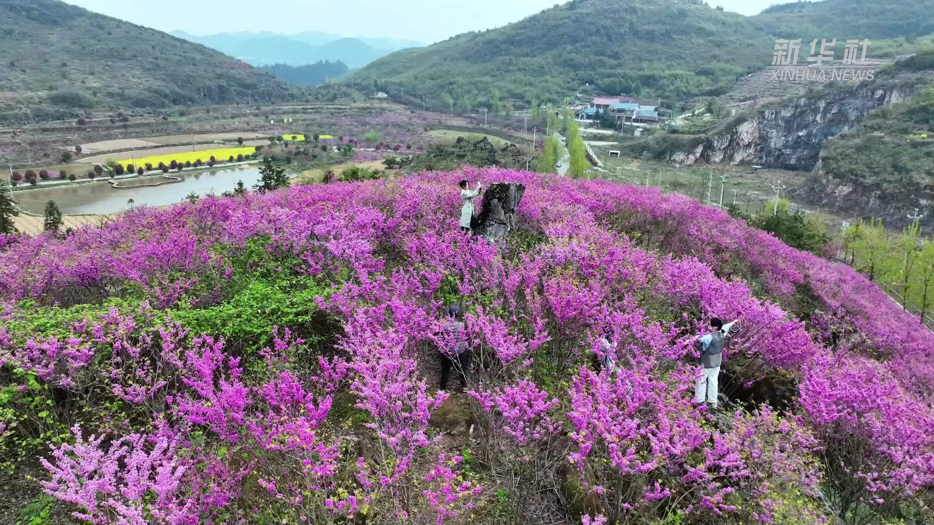 湖南怀化：紫荆花海醉游人