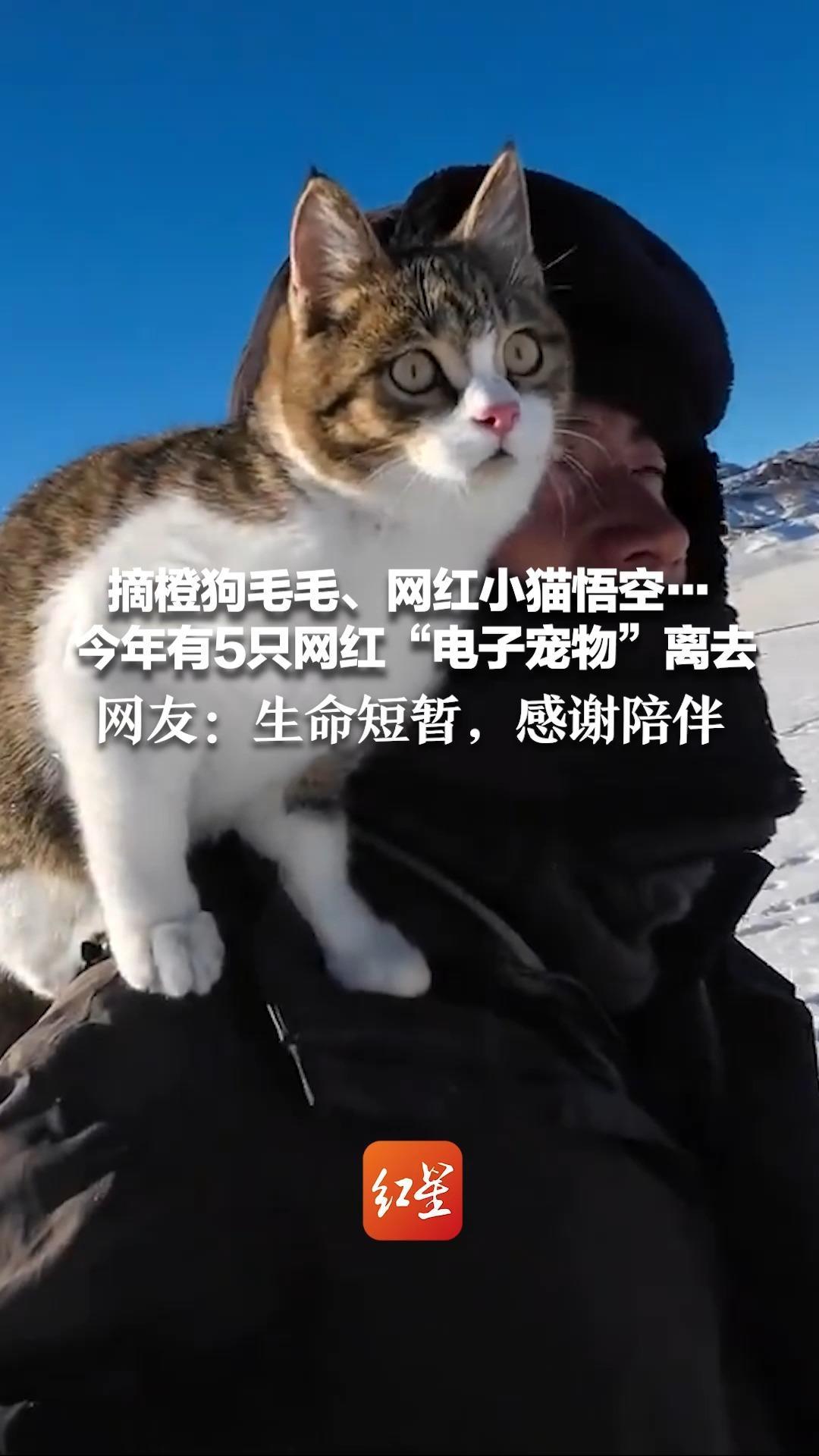 摘橙狗毛毛、网红小猫悟空…今年有5只网红“电子宠物”离去  网友：生命短暂，感谢陪伴