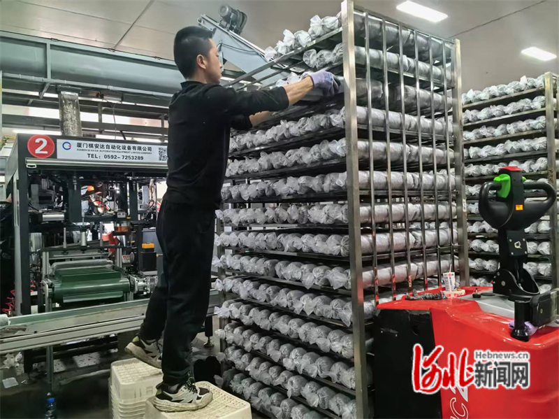 4月2日，河北六青菌业有限公司工人在生产菌棒。河北日报记者张辉摄