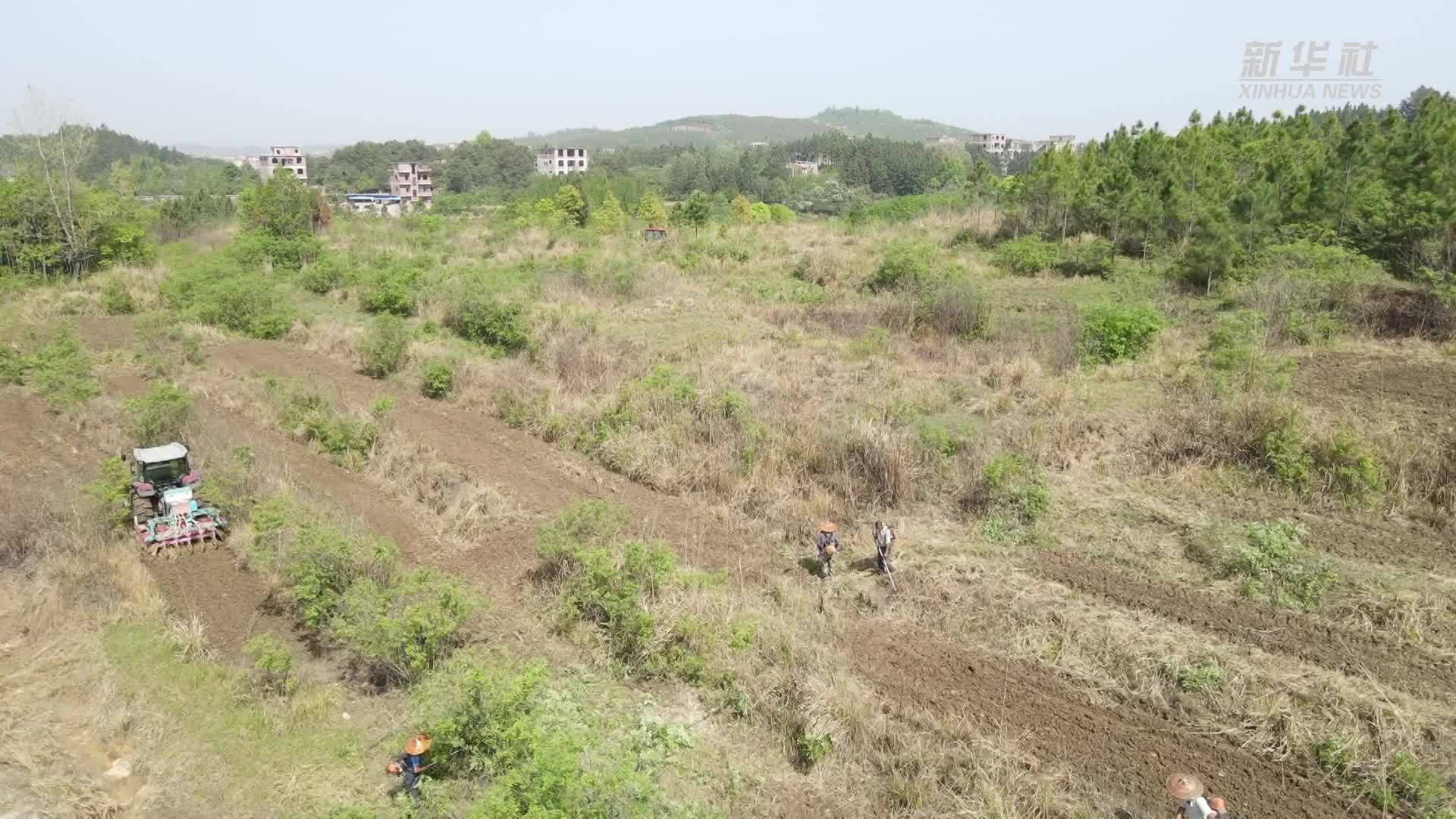 湖南新田：荒山复垦种大豆 稳粮扩面促增收