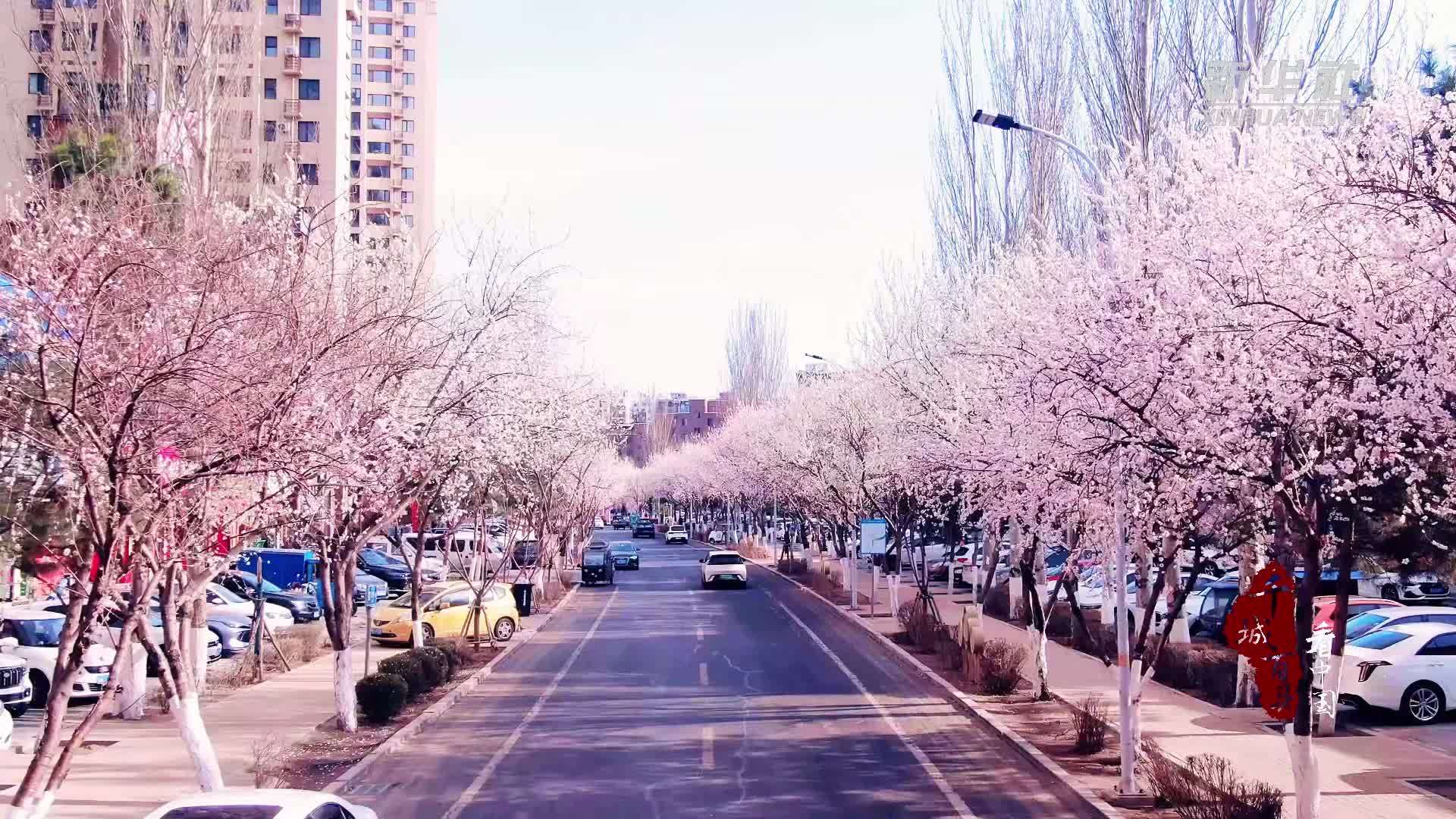 千城百县看中国｜内蒙古：邂逅限定春日浪漫