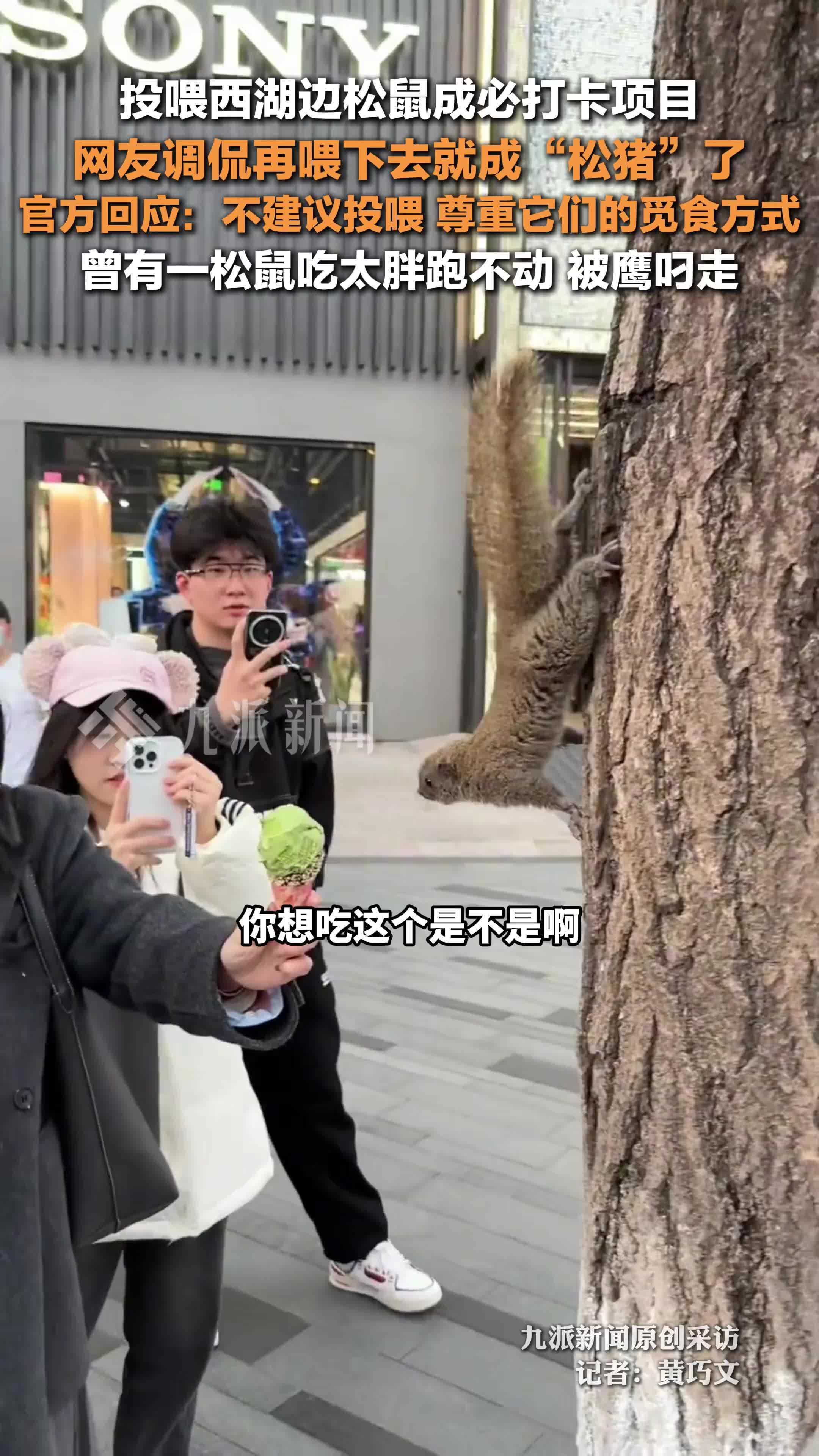 官方回应西湖边松鼠快被喂成松猪了：不建议投喂，尊重它们的觅食方式