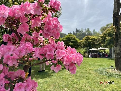 杜鹃花于枝头成团锦簇熠熠生辉