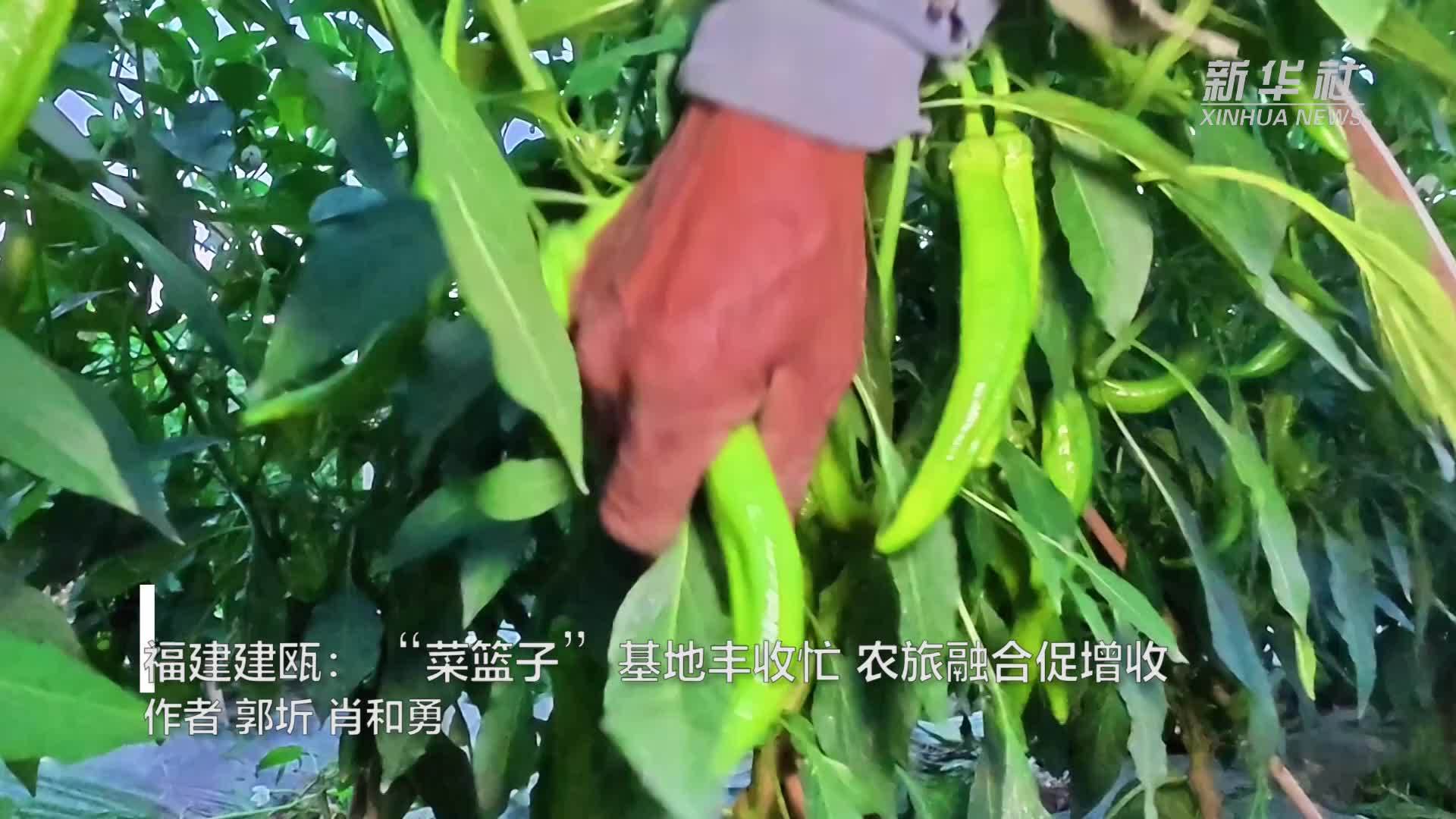 福建建瓯：“菜篮子”基地丰收忙 农旅融合促增收