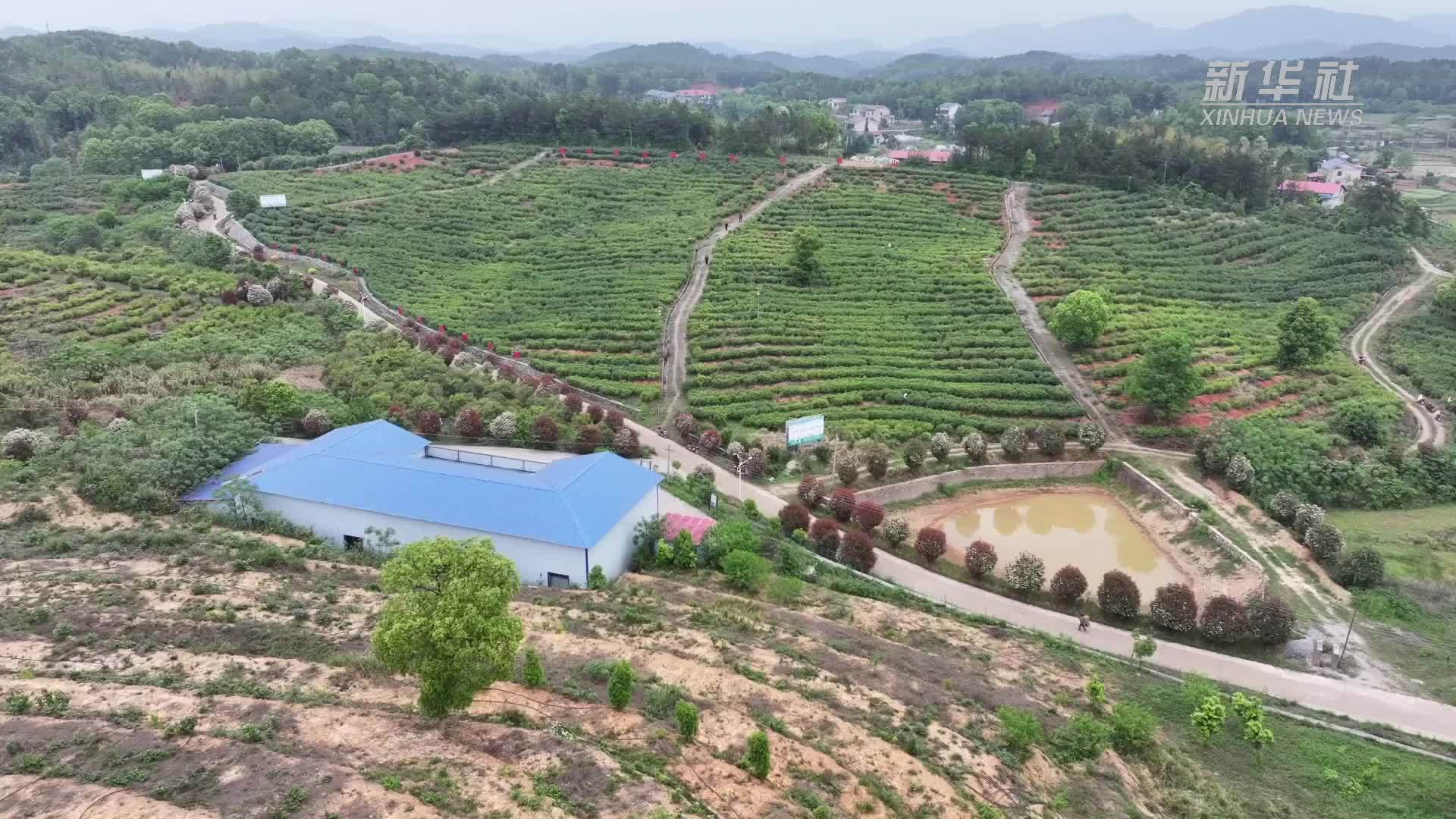 湖南湘乡：万亩茶园抢采谷雨茶 茶香漫山助振兴