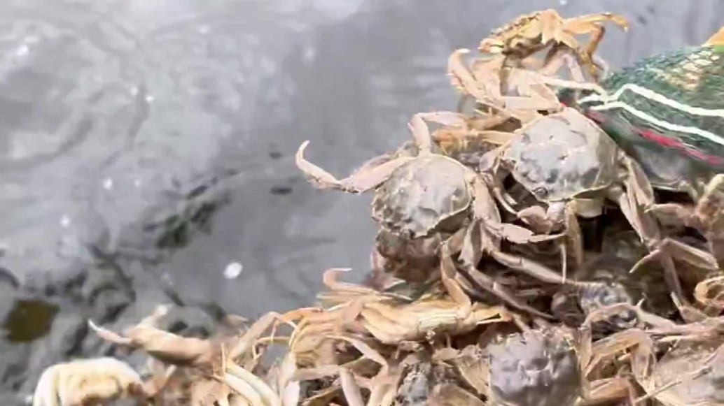 湿地观鸟水下养蟹　祁连苇海迎来湖南“蟹宝宝”