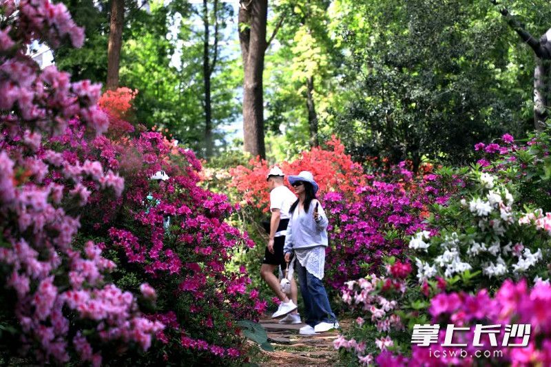 市民在湖南省植物园赏杜鹃。 长沙晚报通讯员 彭炜 摄