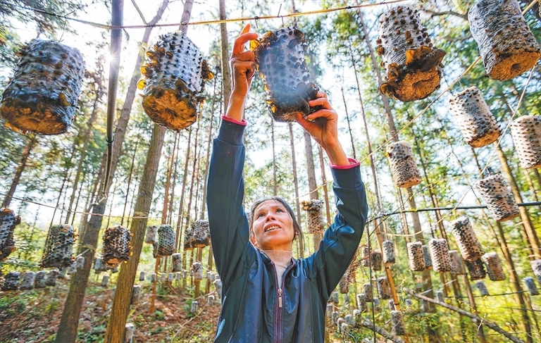 食用菌产业的发展带动林场周边2000余户农户就业增收。