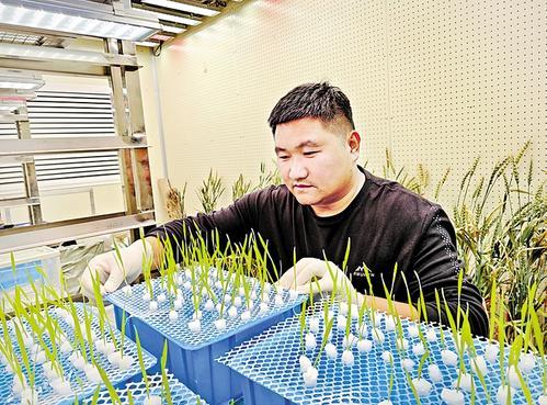 4月8日,沧州市农林科学院作物遗传育种研究所副所长王伟伟在人工气候室查看麦苗长势。 本报记者 袁 铮摄