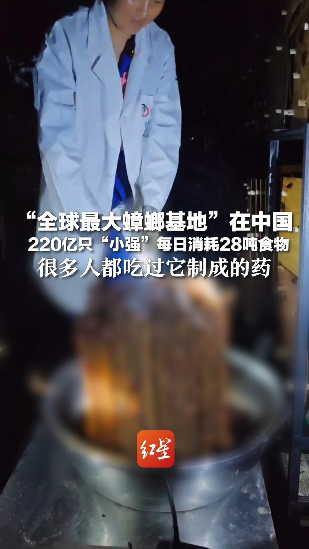 “全球最大蟑螂基地”在中国 220亿只“小强”每日消耗28吨食物 很多人都吃过它制成的药