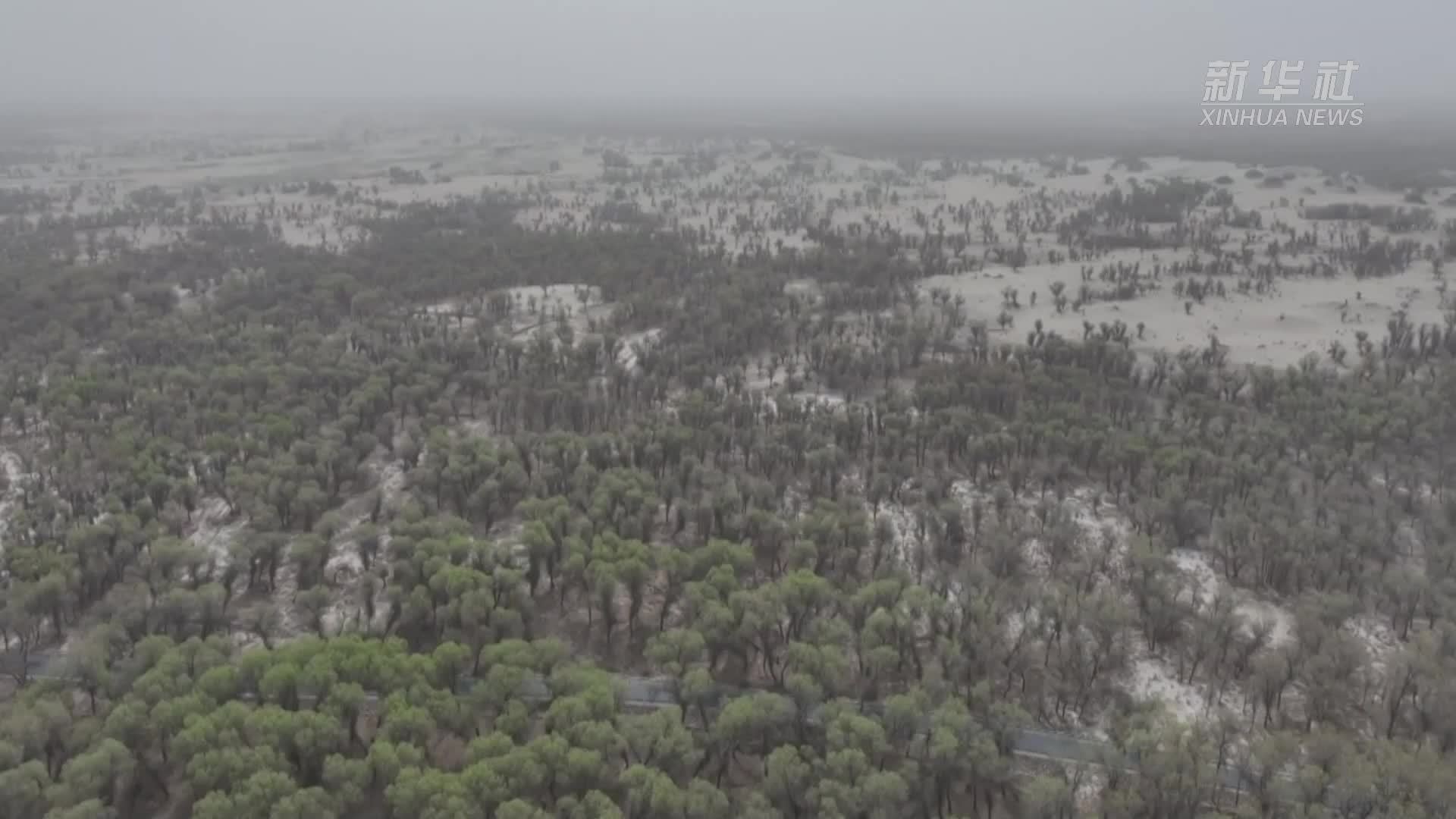 新疆巴楚县：飞防作业为316万亩胡杨林撑起“保护伞”