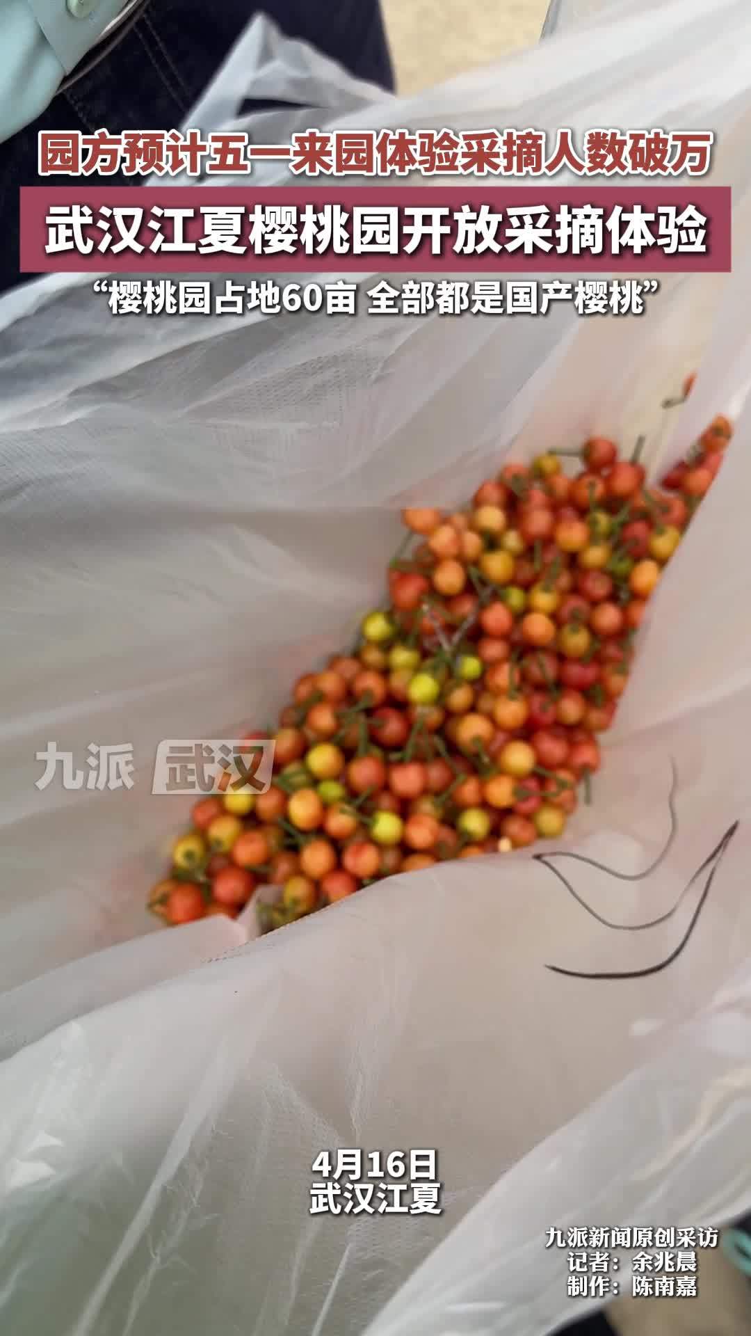 武汉江夏樱桃园方预计五一来园体验采摘人数破万，“樱桃园占地60亩，都是国产樱桃”