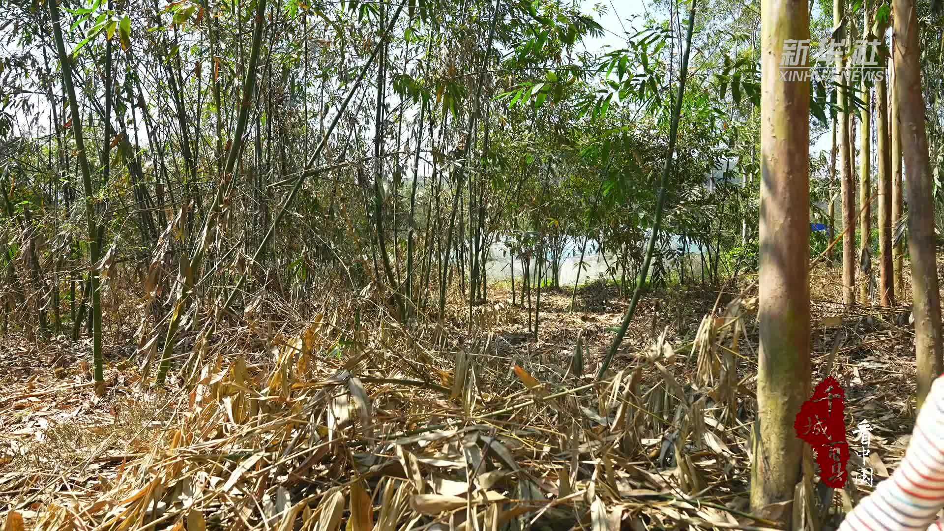 千城百县看中国｜福建长泰：挖春笋 食春味