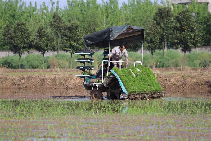 益阳大通湖春耕忙。受访单位供图