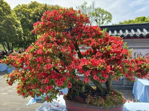 虬曲枝干上朵朵红花明艳似火