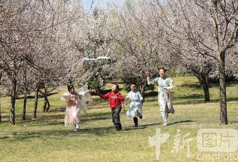 2025年4月12日，几位小朋友在甘肃省张掖市甘州区玉水苑杏树林放风筝。