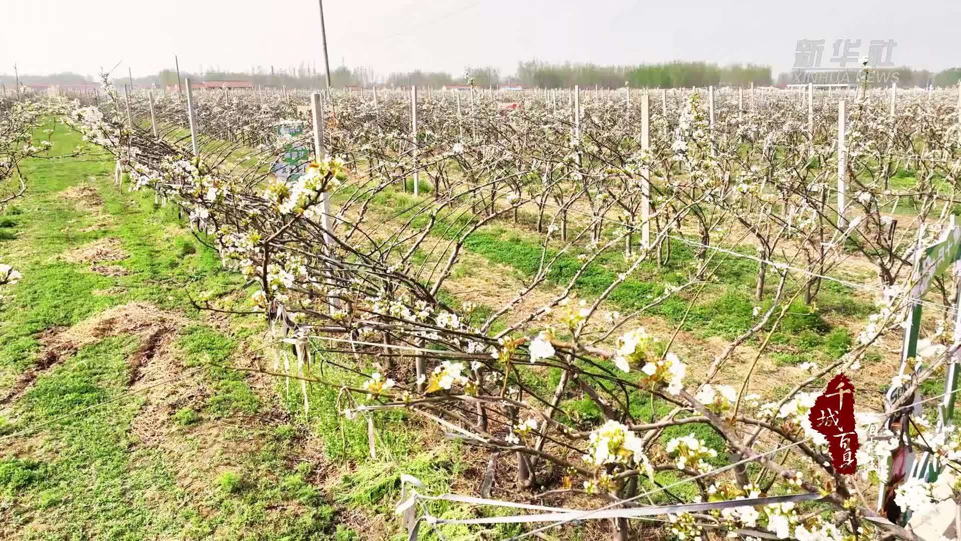 千城百县看中国｜山东广饶：梨花胜雪“春意浓”