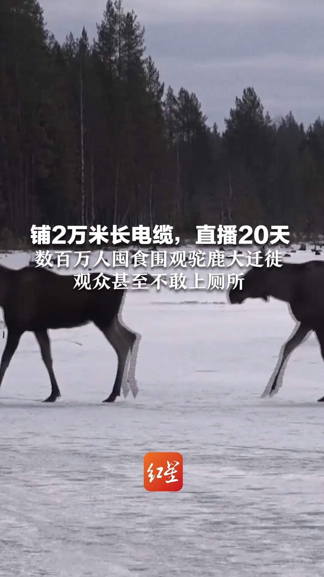 铺2万米长电缆，直播20天 数百万人囤食围观驼鹿大迁徙  观众甚至不敢上厕所
