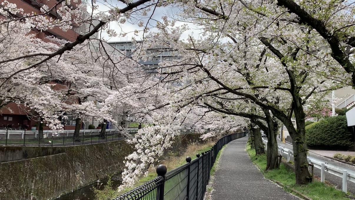 同一碗面，在黄河岸边是市井烟火，在樱花树下则成了文化符号。