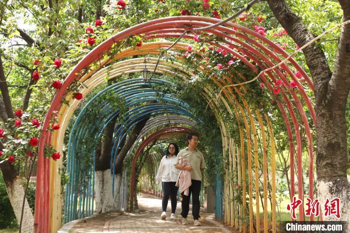在月季园中游玩的市民。熊锦阳 摄