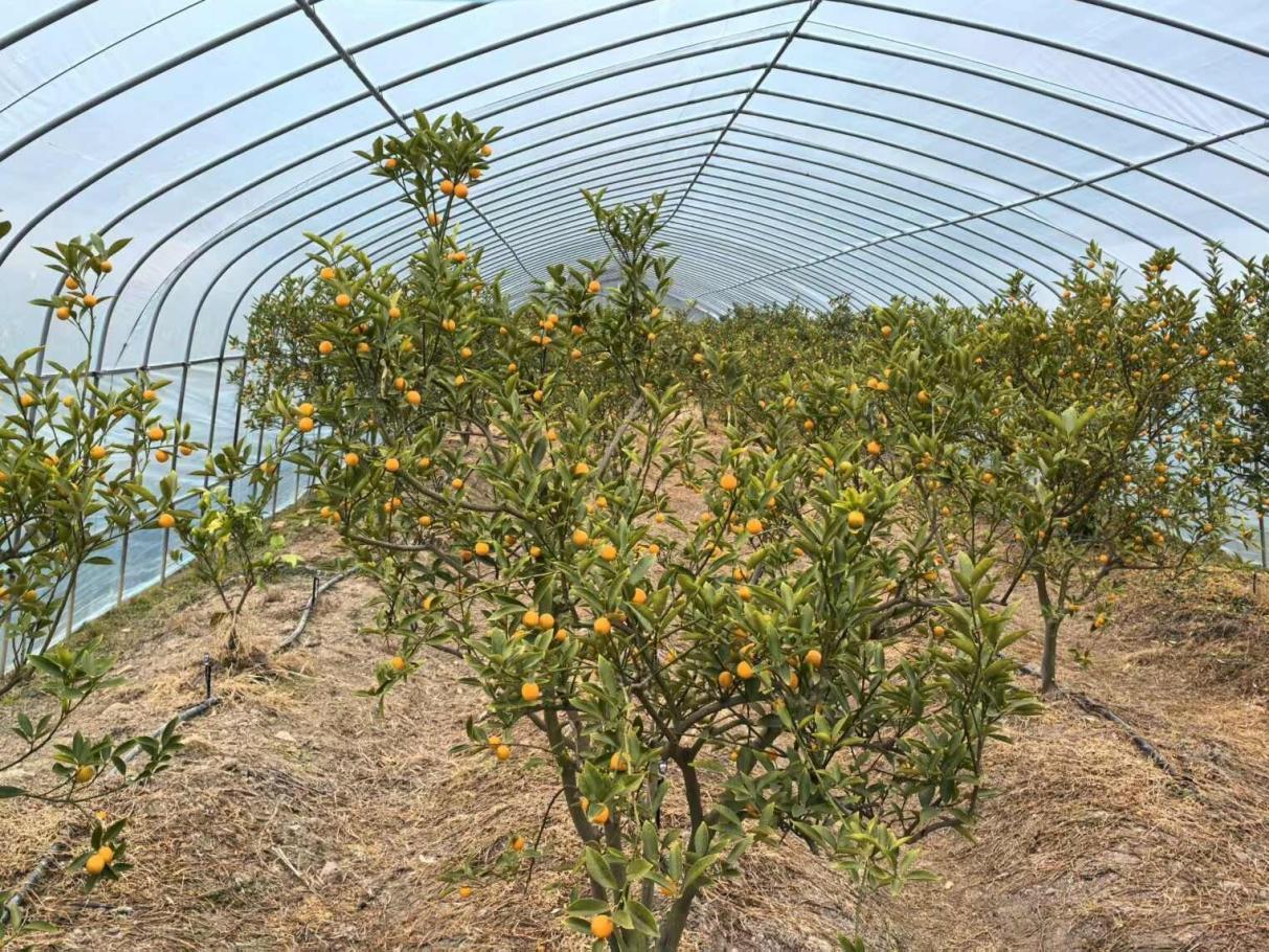 广信区某林业开发有限公司蜜糖金桔大棚种植基地
