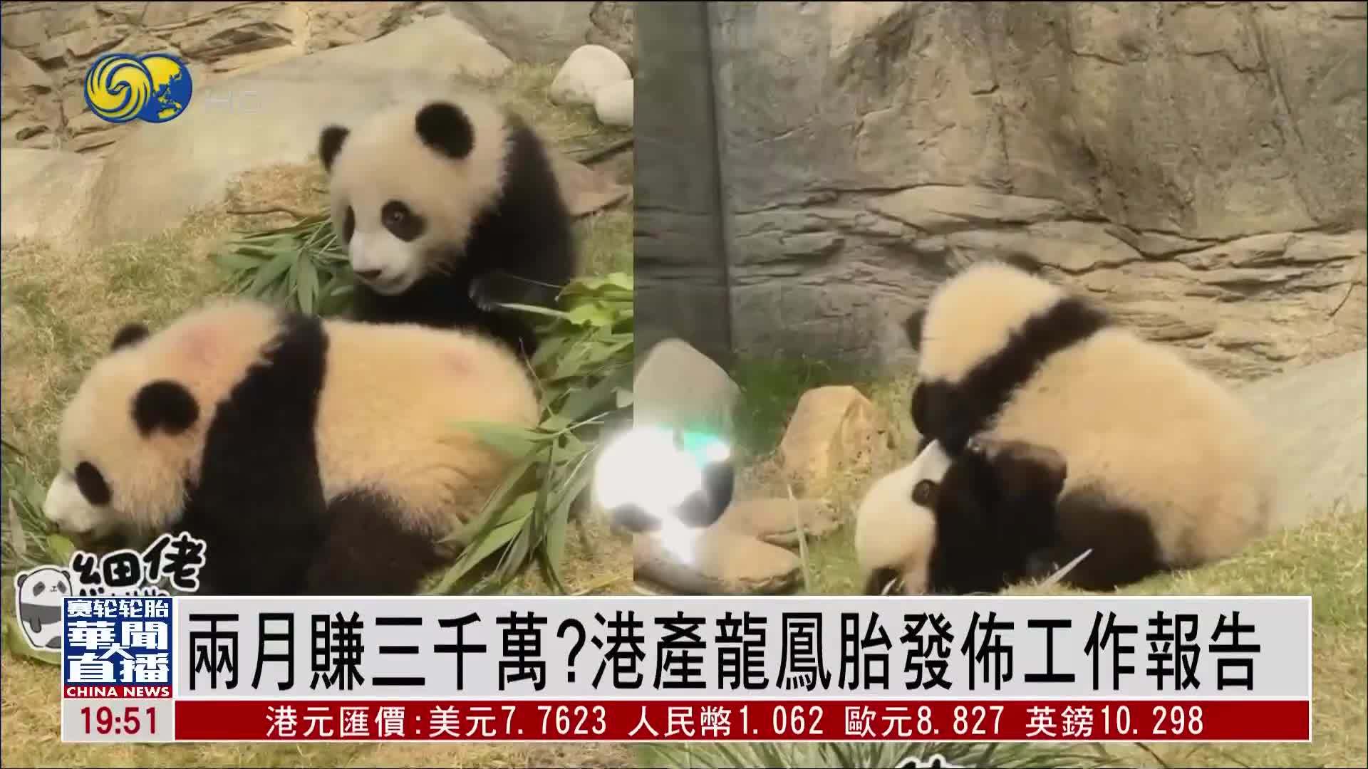 两月赚三千万？港产熊猫龙凤胎发布工作报告