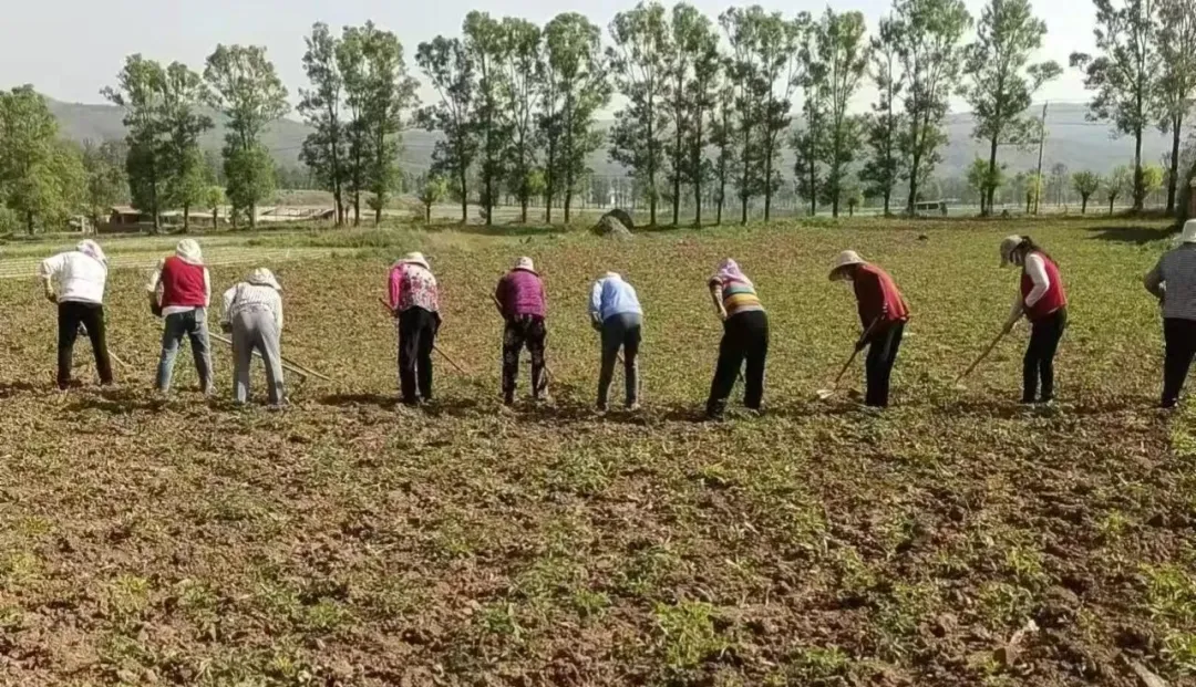 华亭药材变“药财”　致富有“良方”