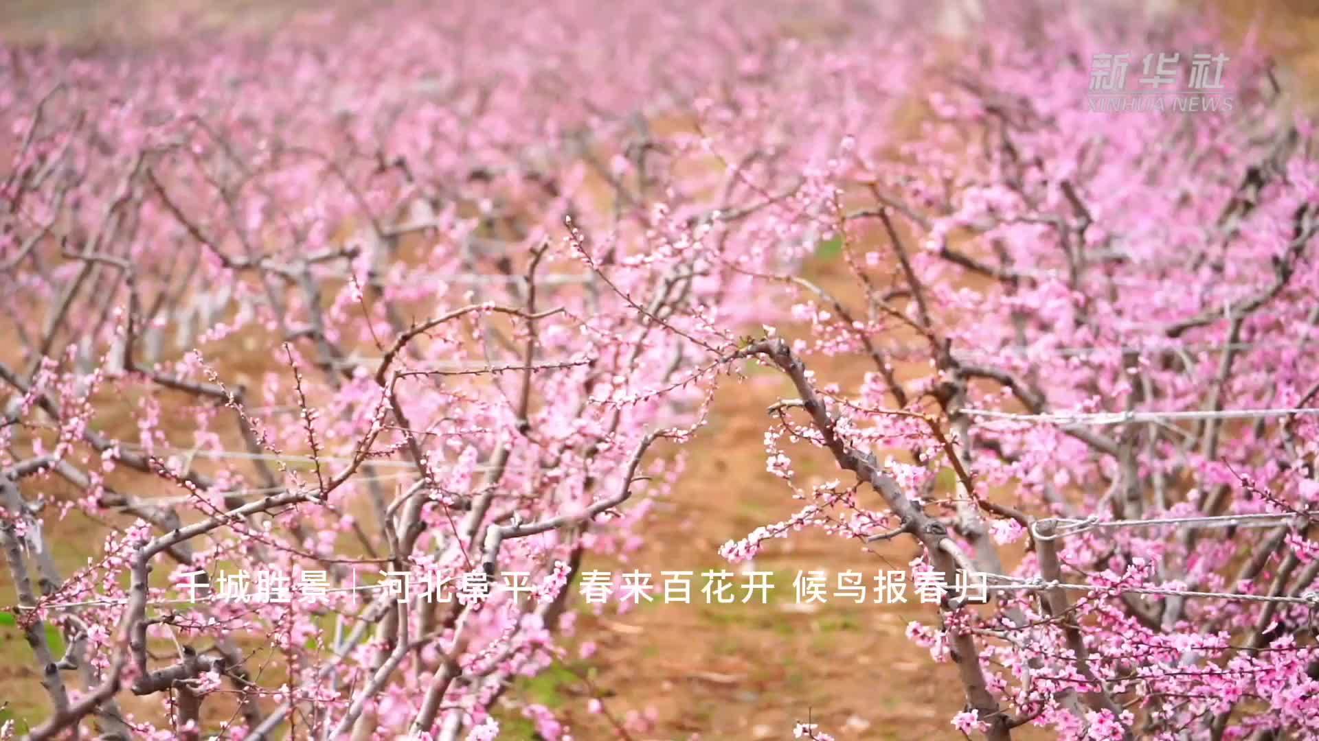千城胜景｜河北阜平：春来百花开 候鸟报春归
