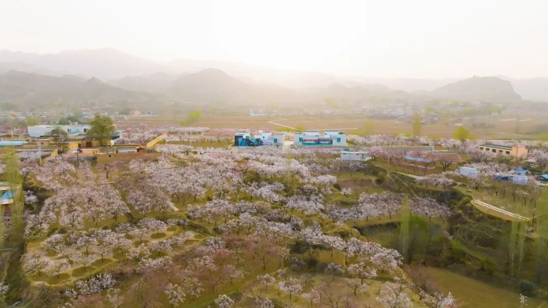 图：杏花海中的唐汪镇马巷村