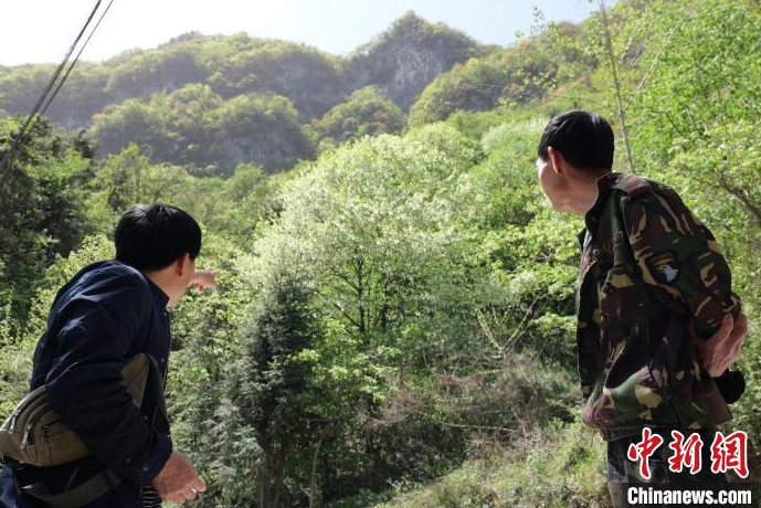 一片野生珙桐群落在长阳土家族自治县被发现。刘影 摄