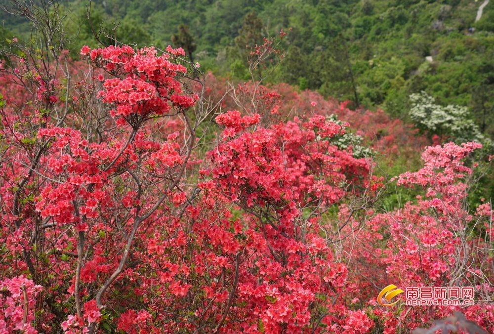 南昌经开区：春日限定 映山红烂漫绽放（图）