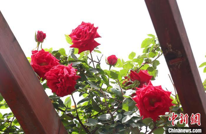 最美人间四月天 南昌月季花开正当时（图）