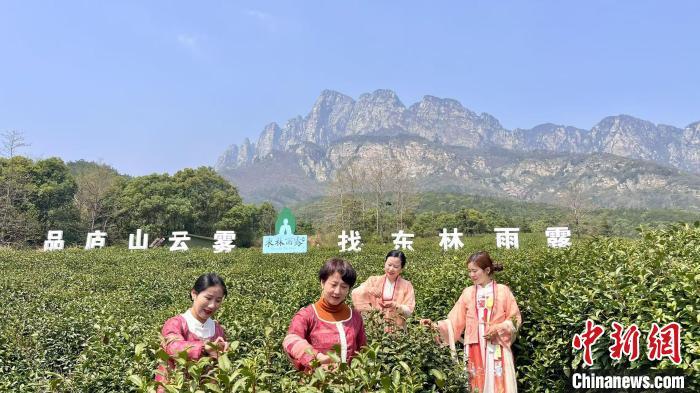 图为庐山市云雾茶种植基地，游客正在采茶。受访者供图