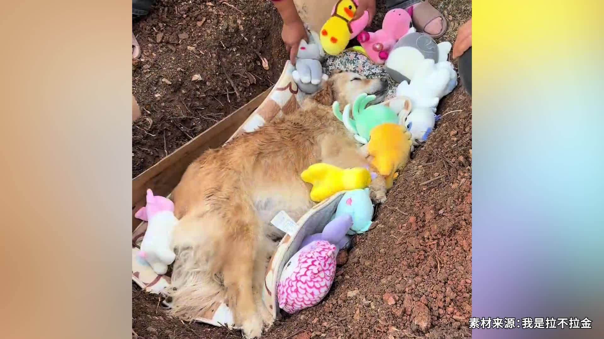 摘橙子的网红小狗“毛毛”离世，“毛毛果”缺货，客服：暂时不会上新犬工摘果