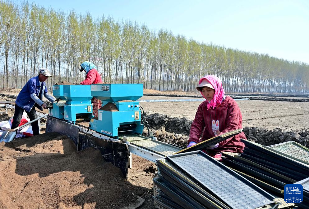 4月15日，唐山市曹妃甸区第四农场的农民在使用机械设备往秧盘上撒稻谷种。
