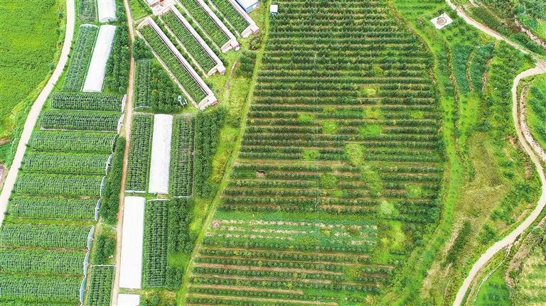 秦安县标准化苹果产业基地　秦安县委宣传部供图