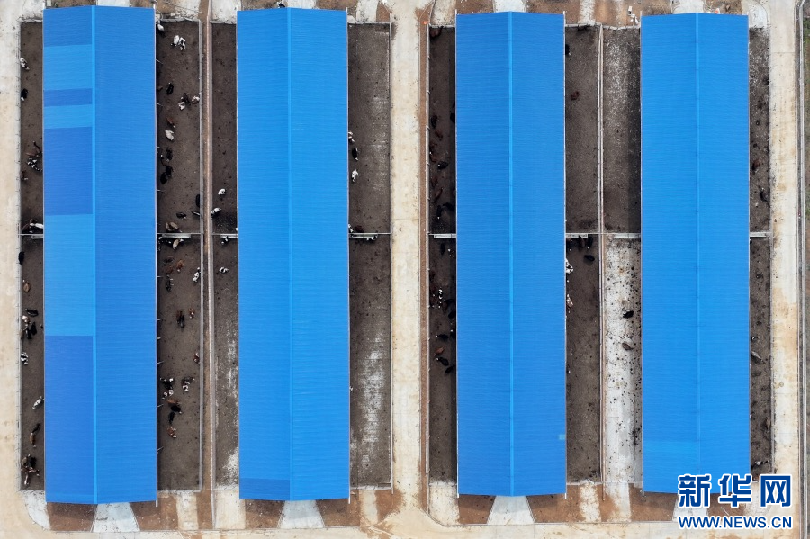 4月8日，河南省洛阳市孟津区横水镇元庄村的牧润养殖家庭农场。