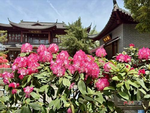 花朵在绿叶相衬下绽露春日的蓬勃生机