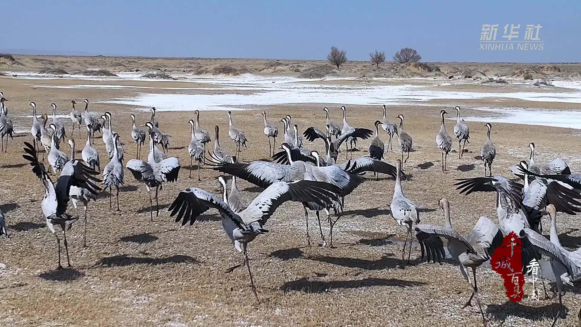 千城百县看中国｜内蒙古：灰鹤北归奏响春之曲