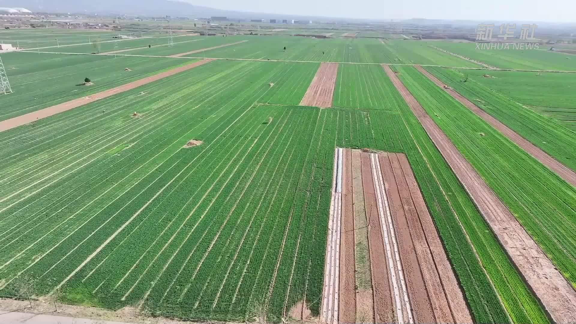 山西临汾：科技助力小麦稳产高产