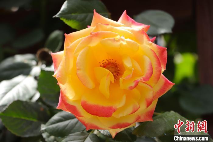 图为盛放的月季花。熊锦阳 摄