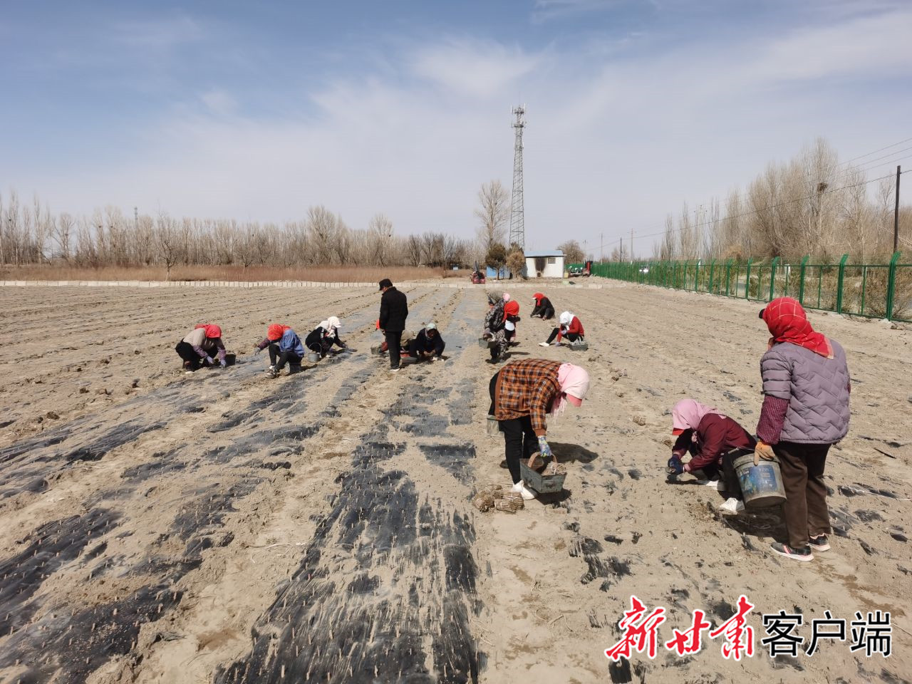 金塔县潮湖林场　新甘肃·甘肃日报通讯员　代云　摄