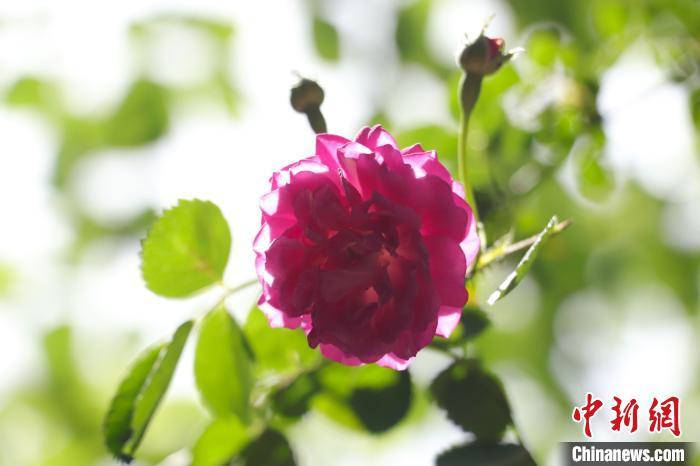 阳光下，月季花的花瓣仿若透明。熊锦阳 摄
