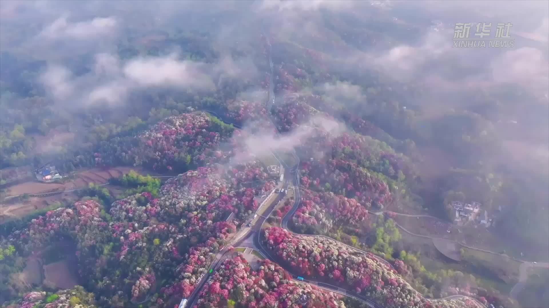 邂逅贵州乌蒙山里的杜鹃花海