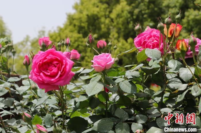 盛开的各色月季花。熊锦阳 摄